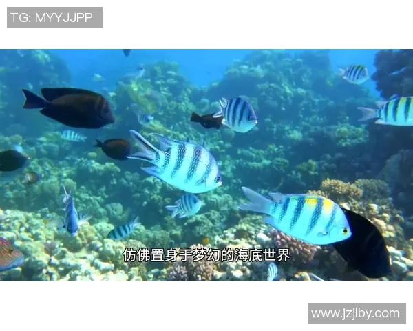 菲律宾与马尔代夫精彩对决录像回放分析及精彩瞬间集锦 菲律宾与马尔代夫精彩对决录像回放分析及精彩瞬间集锦